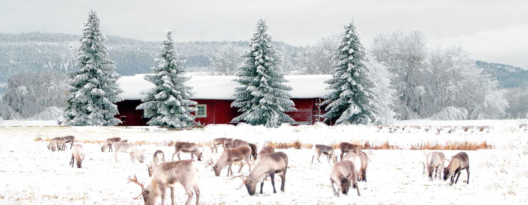 Finland<br class="hidden-md hidden-lg" /> Winter Holidays
