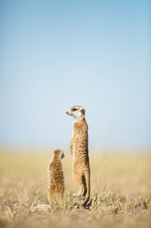 meerkat in Botswana