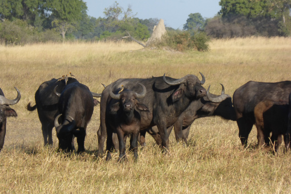 Buffalos in Botswana