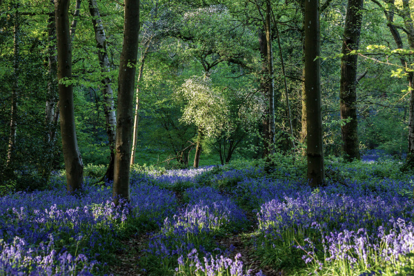 Forest with Bluebells in England