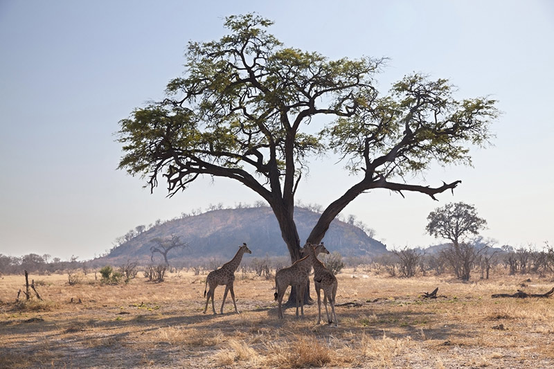 Giraffe in a game reserve of Tanzania