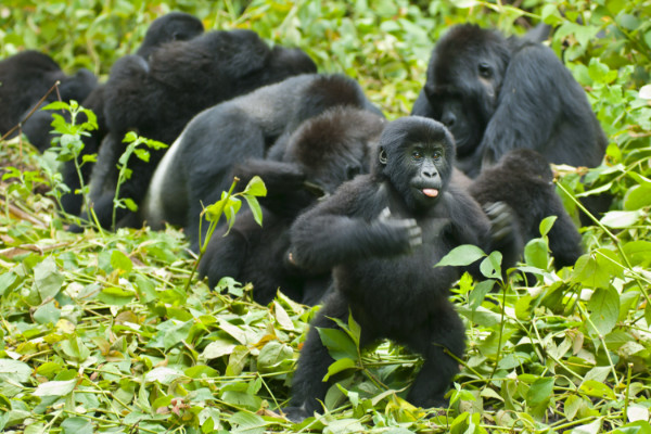 Young gorillas