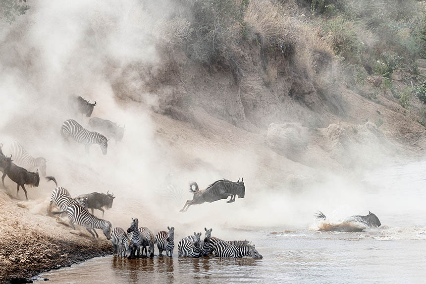 Wildebeest jumping into river in the Great Migration, Tanzania