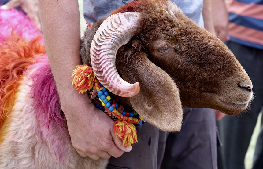 Goat in Eid celebrations