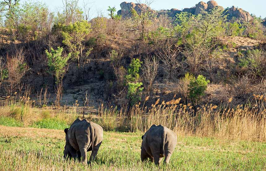 Pair of rhinos in Hwange National Park, Zimbabwe