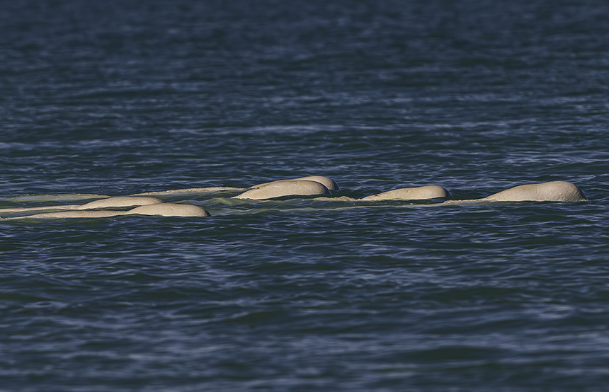 Beluga whales in Canada
