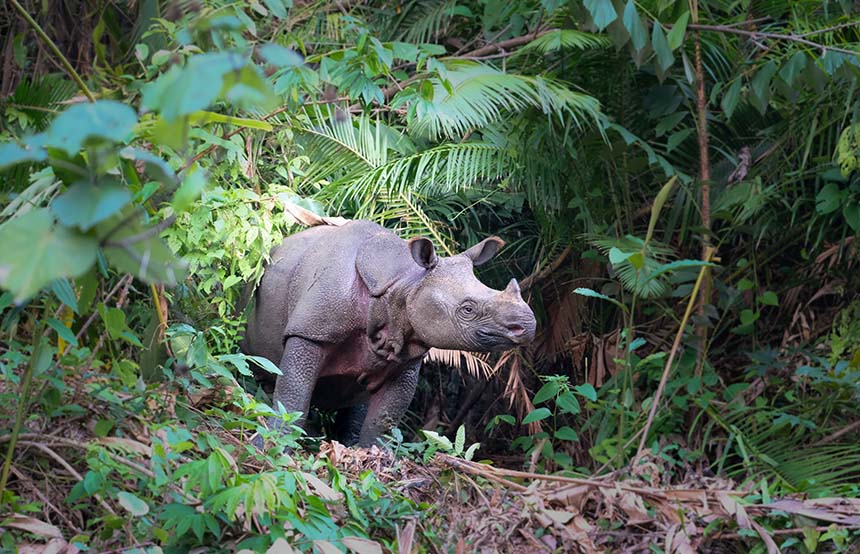 Javan rhino in Java, Indonesia
