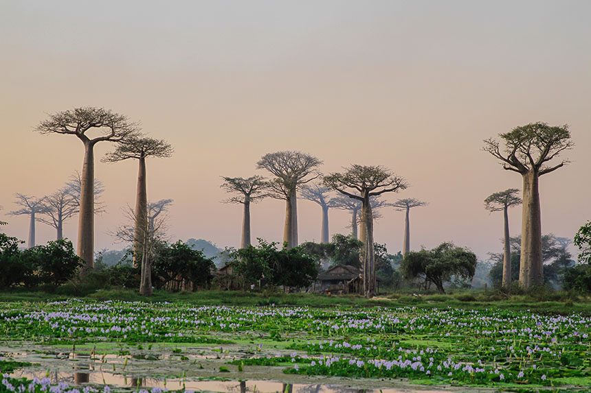 Avenue of the Baobabs in Madagascar