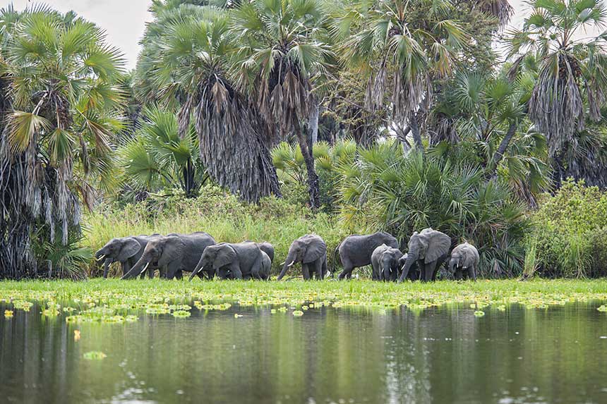 Elephants in Selous Game Reserve, Tanzania