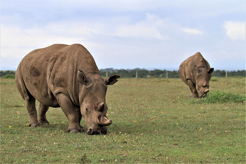Northern white rhinos in Ol Pejeta, Kenya