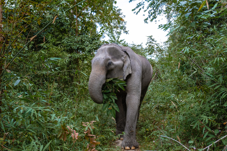 Elephant in forest 
