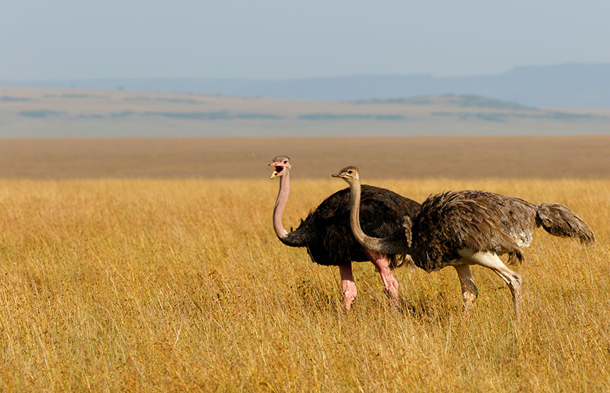 Ostrich in the Masai Mara, Kenya