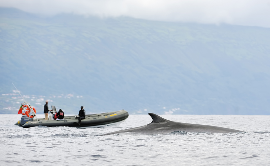 Whale watching in the Azores