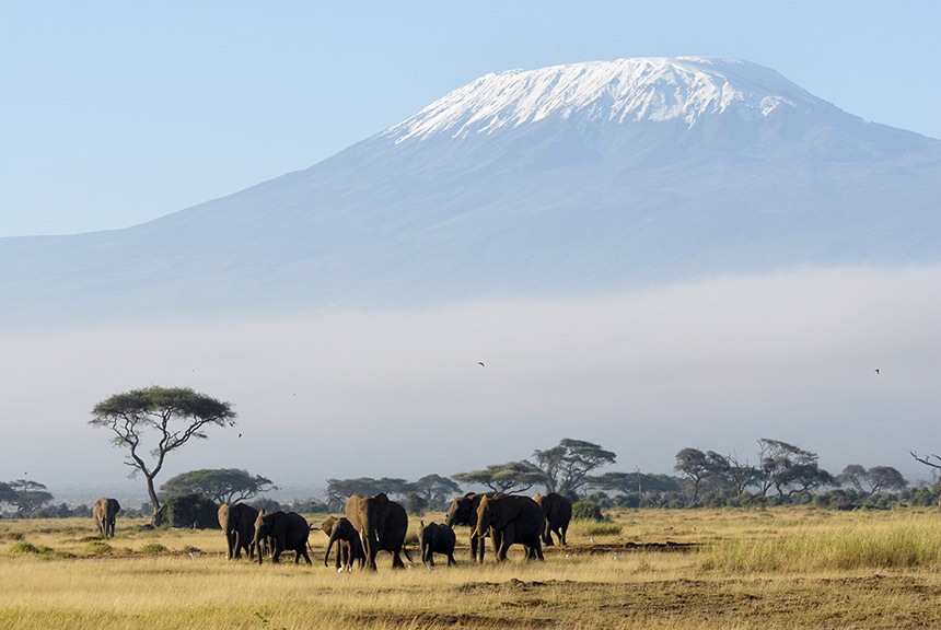 Elephants in front of Mount Kilimanjaro, Tanzania
