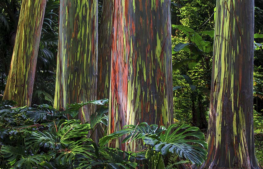 Rainbow eucalyptus trees in an Indonesian rainforest