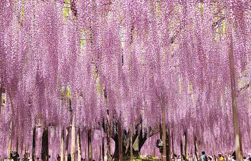 Japanese wisteria tree in Ashikaga Forest
