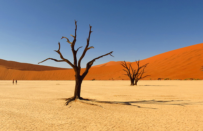 Trees in Dead Vlei, Namibia