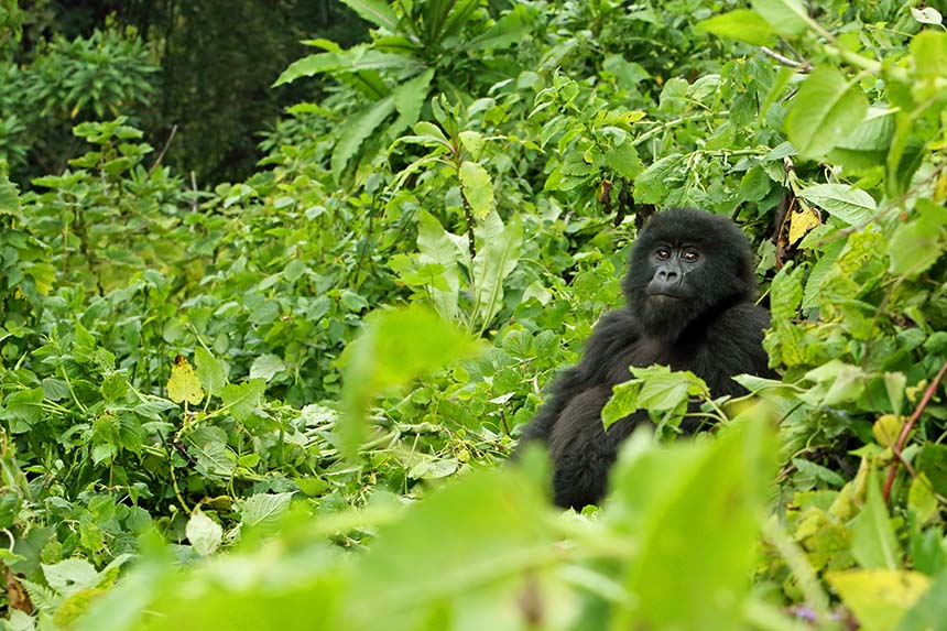 Gorilla in the undergrowth in Rwanda
