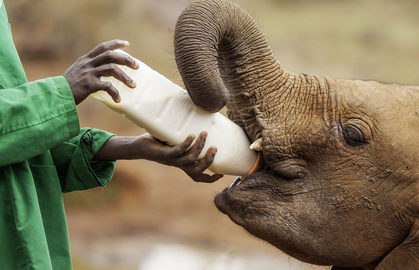Elephant being fed at the Sheldrick Trust, Kenya