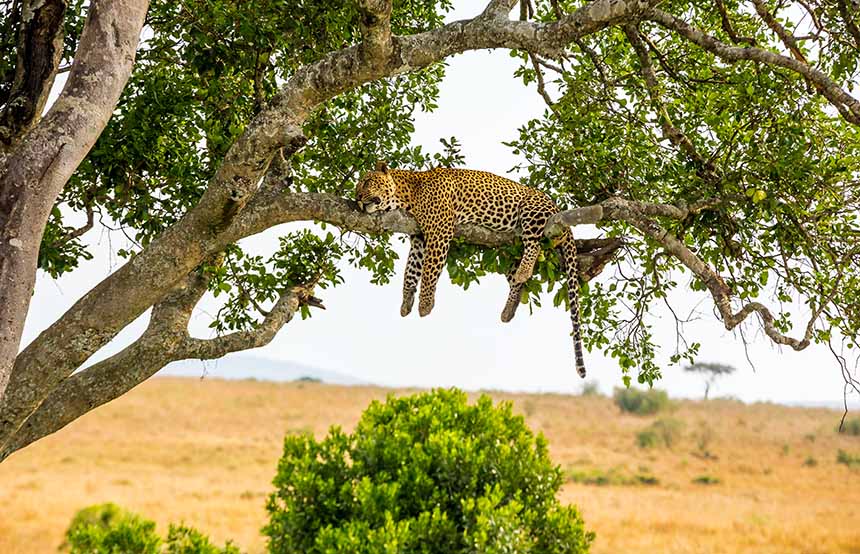 Leopard sleeping in a tree, Kenya