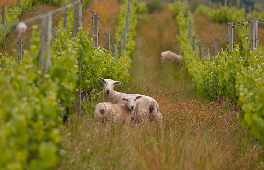 Sheep in a vineyard in Marlborough, New Zealand
