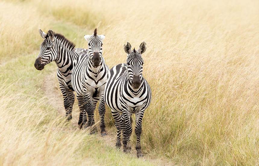 Three Grevy's zebra in Lewa Conservancy, Kenya