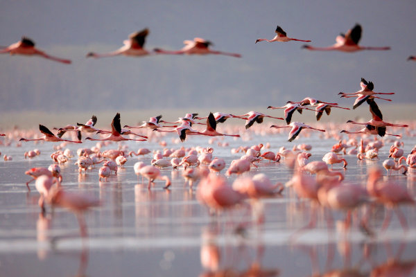 Flamingos on lake in Kenya