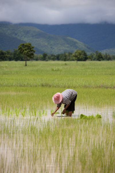 Rice Fields in Thailand