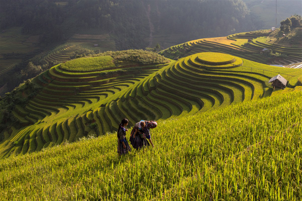 Fields in Vietnam
