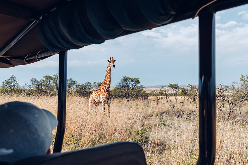 Where to go on Safari for an Adventure Like No Other