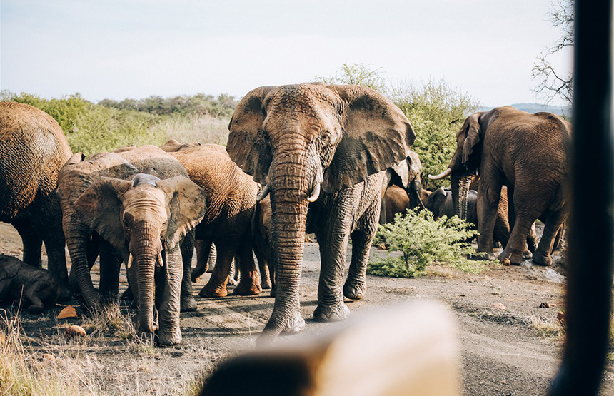 Top Six Types of Safari